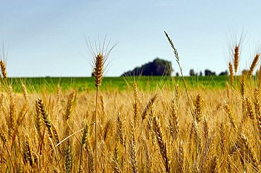 Evropská komise povolila Agrofertu převzít rumunskou firmu obchodující s obilím